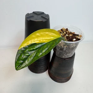 Variegated Monstera Peru Live Plant - Rare Houseplant - Potted Aroid - Image 2