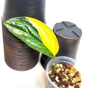 Variegated Monstera Peru Live Plant - Rare Houseplant - Potted Aroid - Image 1