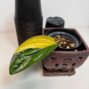 Variegated Monstera Peru Live Plant - Rare Houseplant - Potted Aroid - Image 4