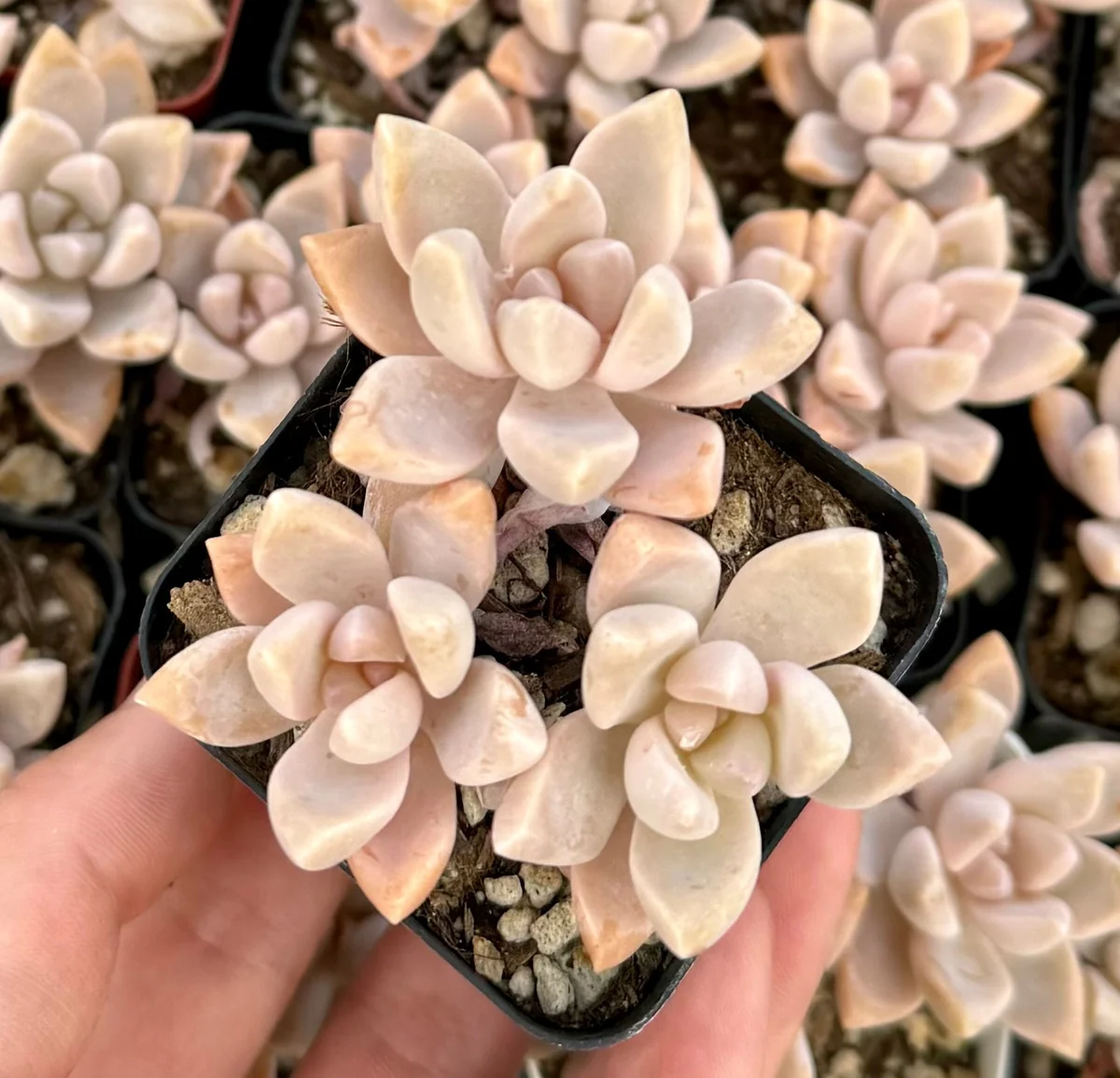 Variegated Mother of Pearl Ghost Plant Live Succulent - Graptopetalum Paraguayense - 2"/4" Pot - Image 2