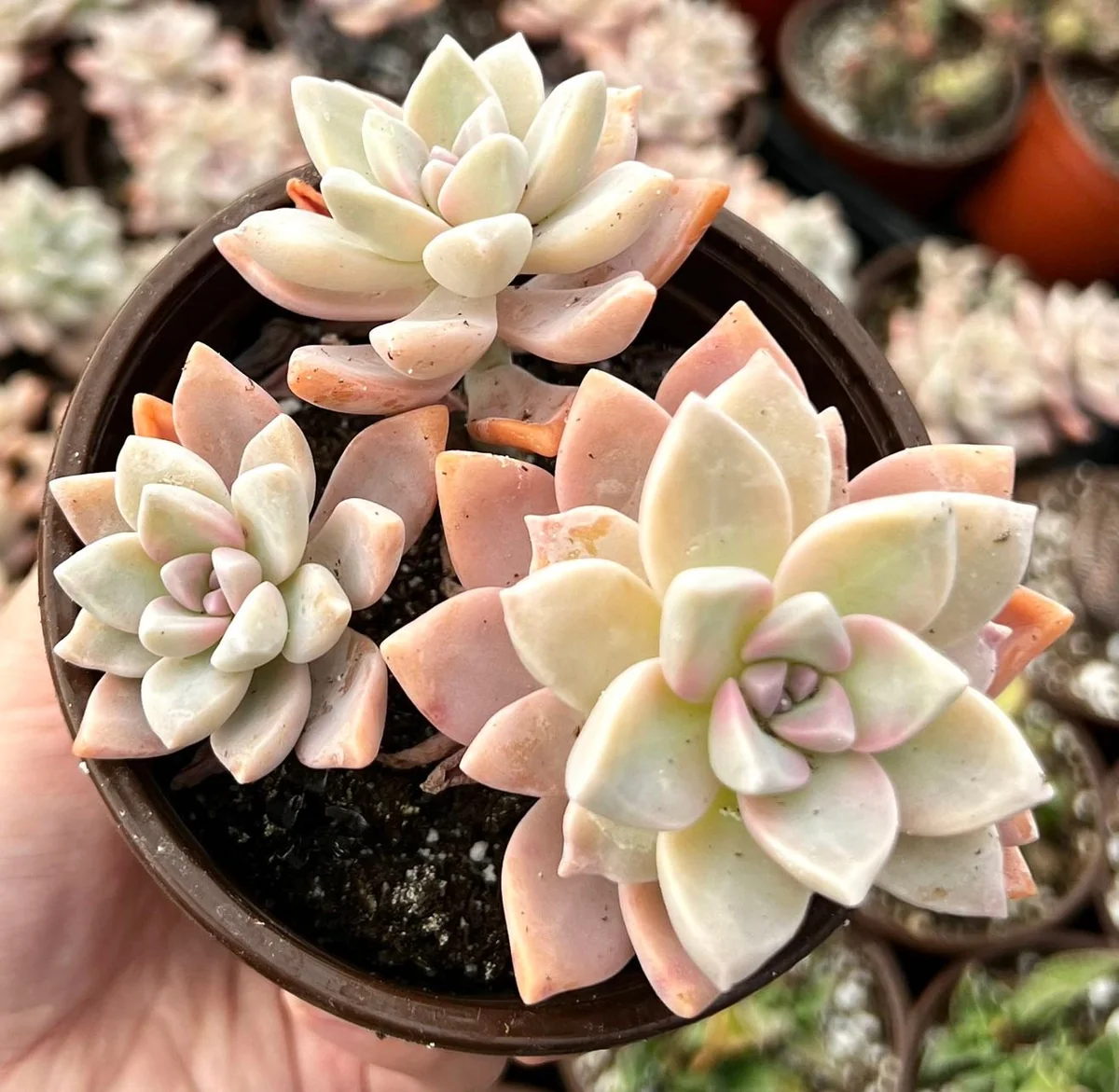 Variegated Mother of Pearl Ghost Plant Live Succulent - Graptopetalum Paraguayense - 2"/4" Pot - Image 3