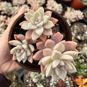 Variegated Mother of Pearl Ghost Plant Live Succulent - Graptopetalum Paraguayense - 2