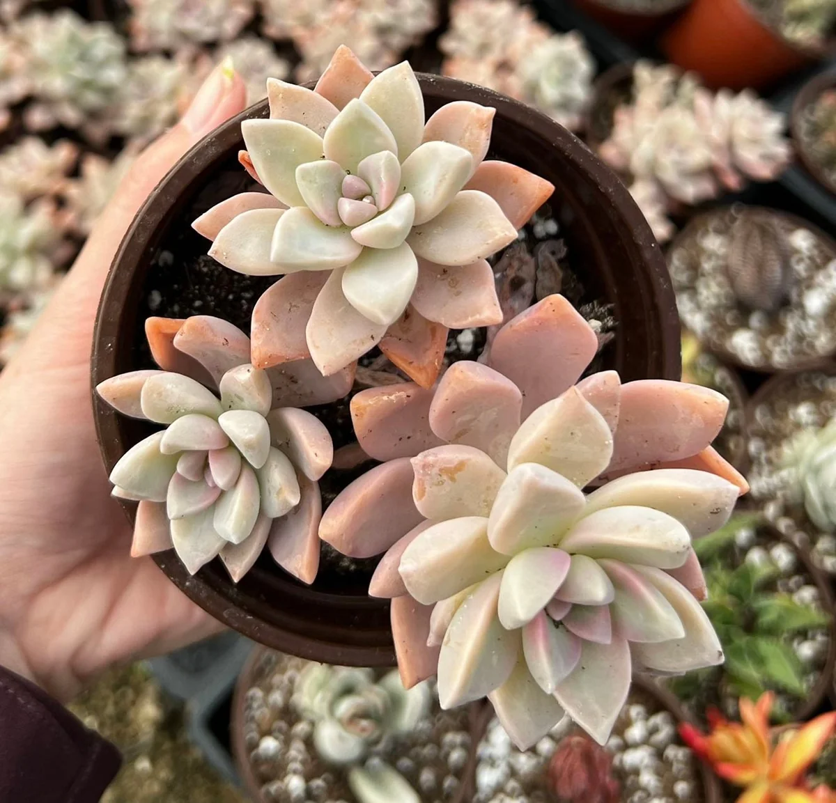 Variegated Mother of Pearl Ghost Plant Live Succulent - Graptopetalum Paraguayense - 2"/4" Pot - Image 4