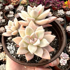 Variegated Mother of Pearl Ghost Plant Live Succulent - Graptopetalum Paraguayense - 2