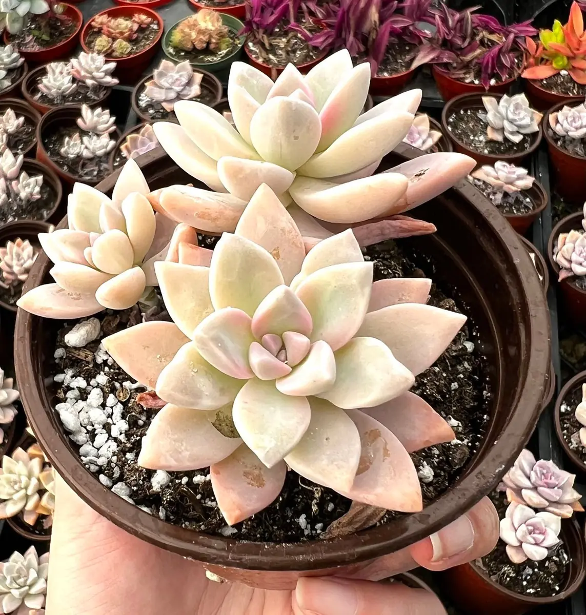 Variegated Mother of Pearl Ghost Plant Live Succulent - Graptopetalum Paraguayense - 2"/4" Pot - Image 5