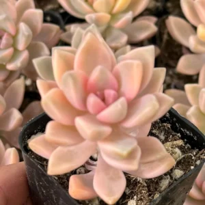 Variegated Mother of Pearl Ghost Plant Live Succulent - Graptopetalum Paraguayense - 2