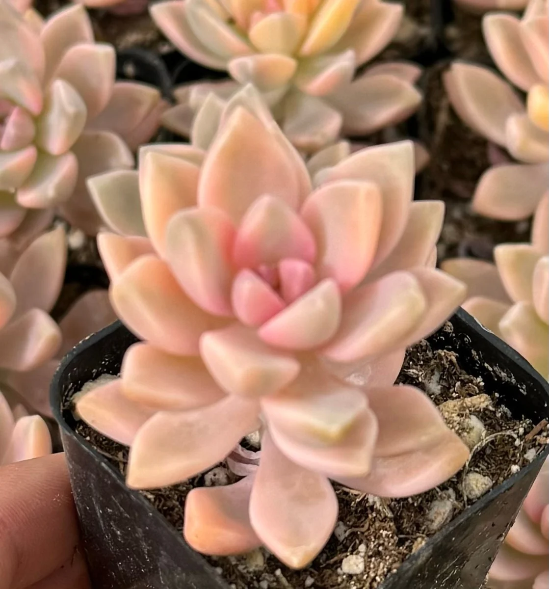 Variegated Mother of Pearl Ghost Plant Live Succulent - Graptopetalum Paraguayense - 2"/4" Pot - Image 6