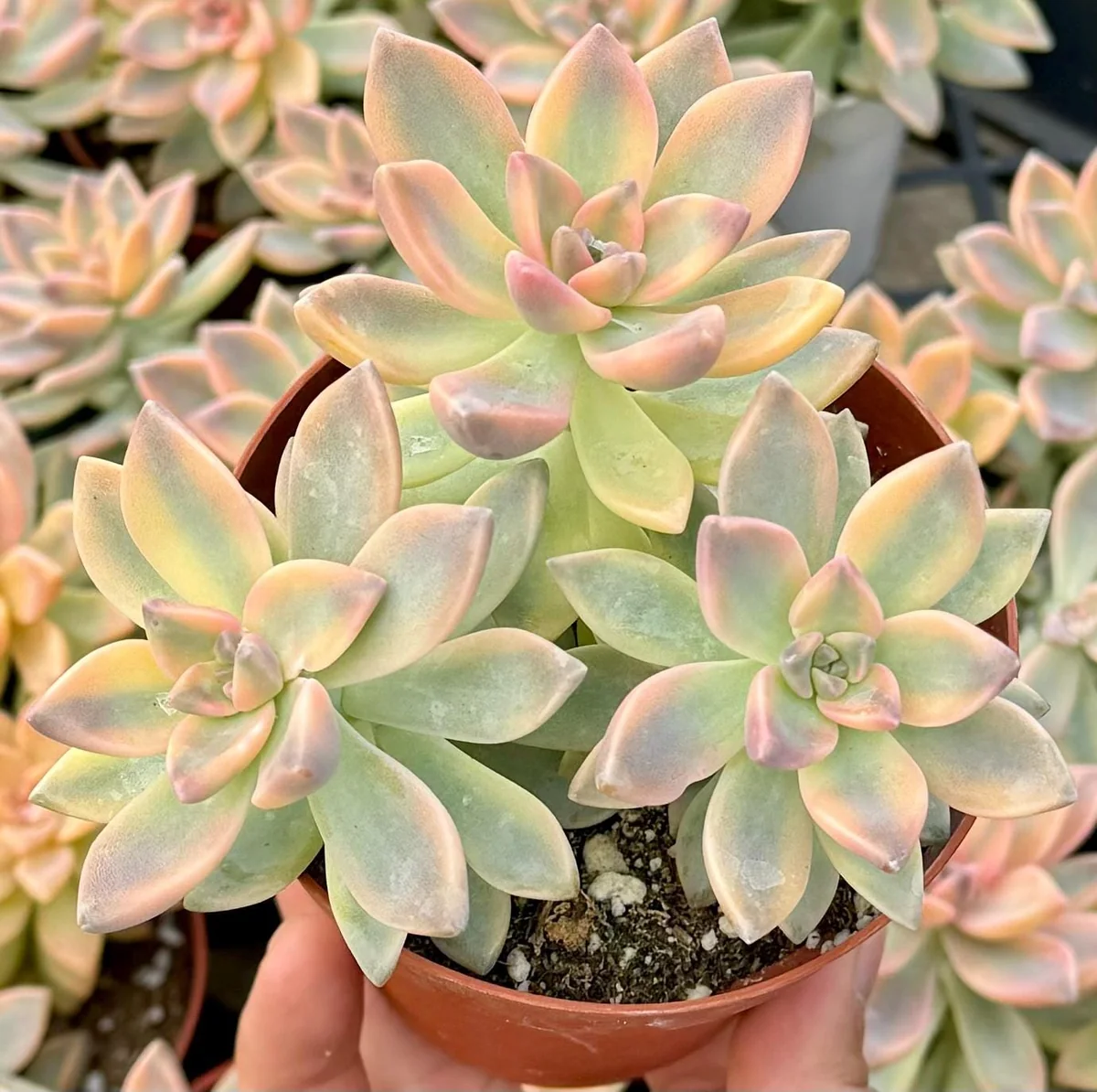 Variegated Mother of Pearl Ghost Plant Live Succulent - Graptopetalum Paraguayense - 2"/4" Pot - Image 7