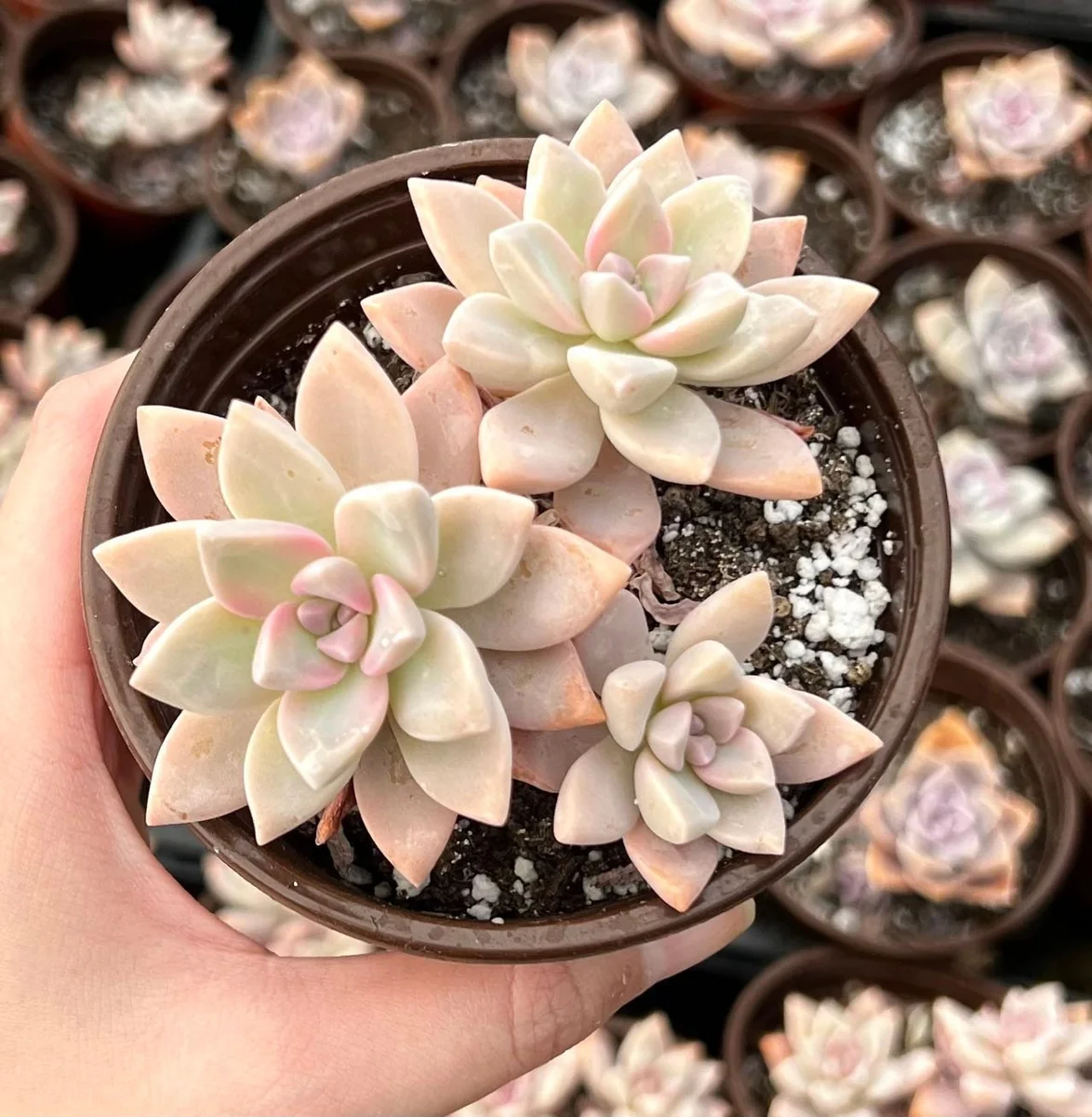 Variegated Mother of Pearl Ghost Plant Live Succulent - Graptopetalum Paraguayense - 2"/4" Pot - Image 1