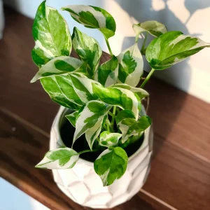 Variegated N'Joy Pothos Live Plant - Easy Care Houseplant, 3-4 inch Nursery Pot, Indoor - Image 3