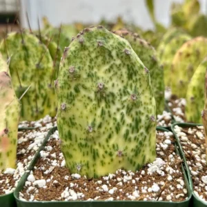 Variegated Opuntia Sunburst Cactus Live Plant - Rare Prickly Pear in 3" or 6" Pot - Image 2