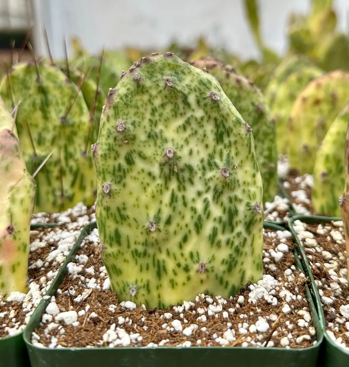 Variegated Opuntia Sunburst Cactus Live Plant - Rare Prickly Pear in 3" or 6" Pot - Image 2
