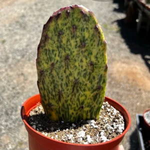 Variegated Opuntia Sunburst Cactus Live Plant - Rare Prickly Pear in 3