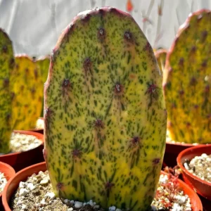 Variegated Opuntia Sunburst Cactus Live Plant - Rare Prickly Pear in 3" or 6" Pot - Image 1
