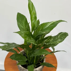 Variegated Peace Lily Live Plant - Spathiphyllum Domino - 4 inch Pot - Indoor Air Purifying - Image 2