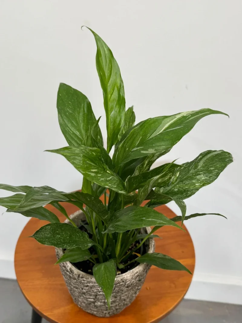 Variegated Spathiphyllum 'Domino' | Rare Ruffled Peace Lily | Live Plant 4" Pot / Nursery Pot by Succulents Box