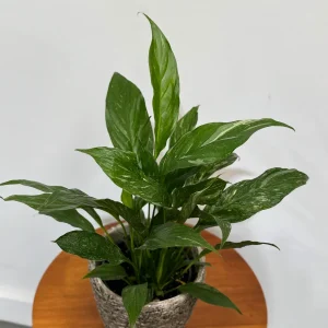 Variegated Peace Lily Live Plant - Spathiphyllum Domino - 4 inch Pot - Indoor Air Purifying - Image 9