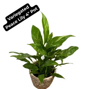 Variegated Peace Lily Spathiphyllum Domino Live Plant – Air Purifying Indoor Plant – 1-2 Feet Tall - Image 3