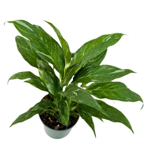 Variegated Peace Lily Spathiphyllum Domino Live Plant – Air Purifying Indoor Plant – 1-2 Feet Tall - Image 1