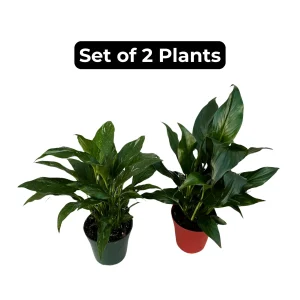 Variegated Peace Lily Spathiphyllum Domino Live Plant – Air Purifying Indoor Plant – 1-2 Feet Tall - Image 5
