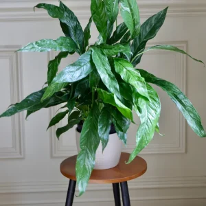 Variegated Peace Lily Spathiphyllum Domino Live Plant – Air Purifying Indoor Plant – 1-2 Feet Tall - Image 7