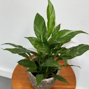 Variegated Peace Lily Spathiphyllum Domino Live Plant – Air Purifying Indoor Plant – 1-2 Feet Tall - Image 8