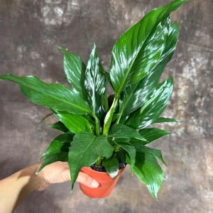 Variegated Peace Lily Spathiphyllum Domino Live Plant – Air Purifying Indoor Plant – 1-2 Feet Tall - Image 9