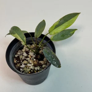 Variegated Philodendron Atabapoense Live Plant - Rare Aroid Collector's Houseplant - Image 1