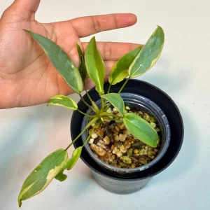 Variegated Philodendron Atabapoense Live Plant – Rare Collector's Aroid – Indoor Houseplant - Image 2