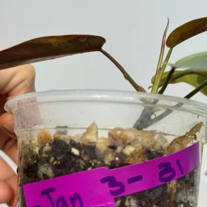 Variegated Philodendron Atabapoense Live Plant - Rare Aroid Collector's Houseplant - Image 3