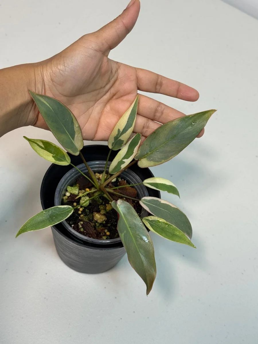 Variegated Philodendron Atabapoense Live Plant - Rare Aroid Collector's Houseplant - Image 3