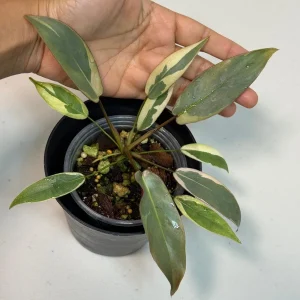 Variegated Philodendron Atabapoense Live Plant - Rare Aroid Collector's Houseplant - Image 1