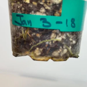 Variegated Philodendron Atabapoense Live Plant - Rare Collector's Aroid - Indoor - Image 5