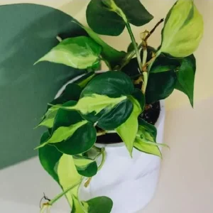 Variegated Philodendron Brasil Live Plant - Well-Rooted Plug Houseplant - Image 3