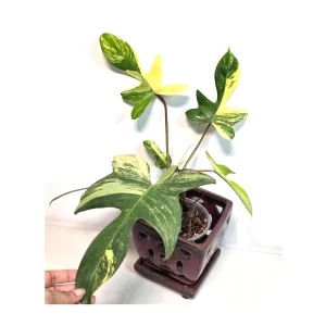 Variegated Philodendron Florida Beauty Live Plant - Rare Collector Houseplant - Image 1