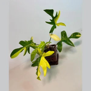 Variegated Philodendron Florida Beauty Live Plant - Rare Collector Houseplant - Image 1