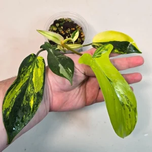 Variegated Philodendron Florida Beauty Live Plant – Rare Indoor Houseplant - Image 1