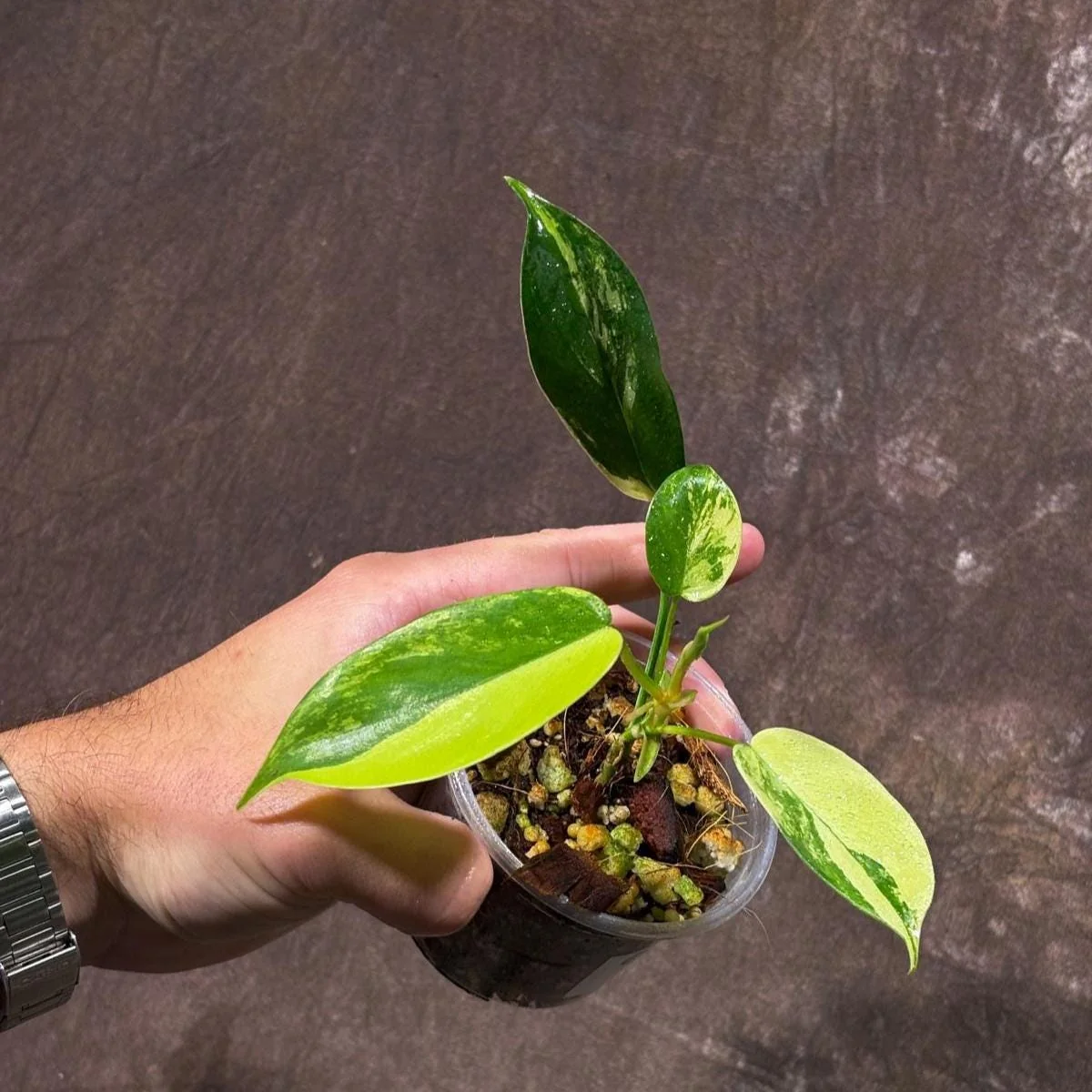 Variegated Philodendron Florida Beauty Live Plant - Rare Indoor Houseplant - Image 1