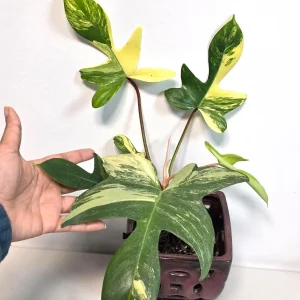 Variegated Philodendron Florida Beauty Live Plant - Rare Collector Houseplant - Image 2