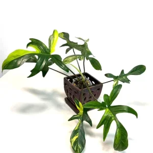 Variegated Philodendron Florida Beauty Live Plant - Rare Houseplant - Image 2