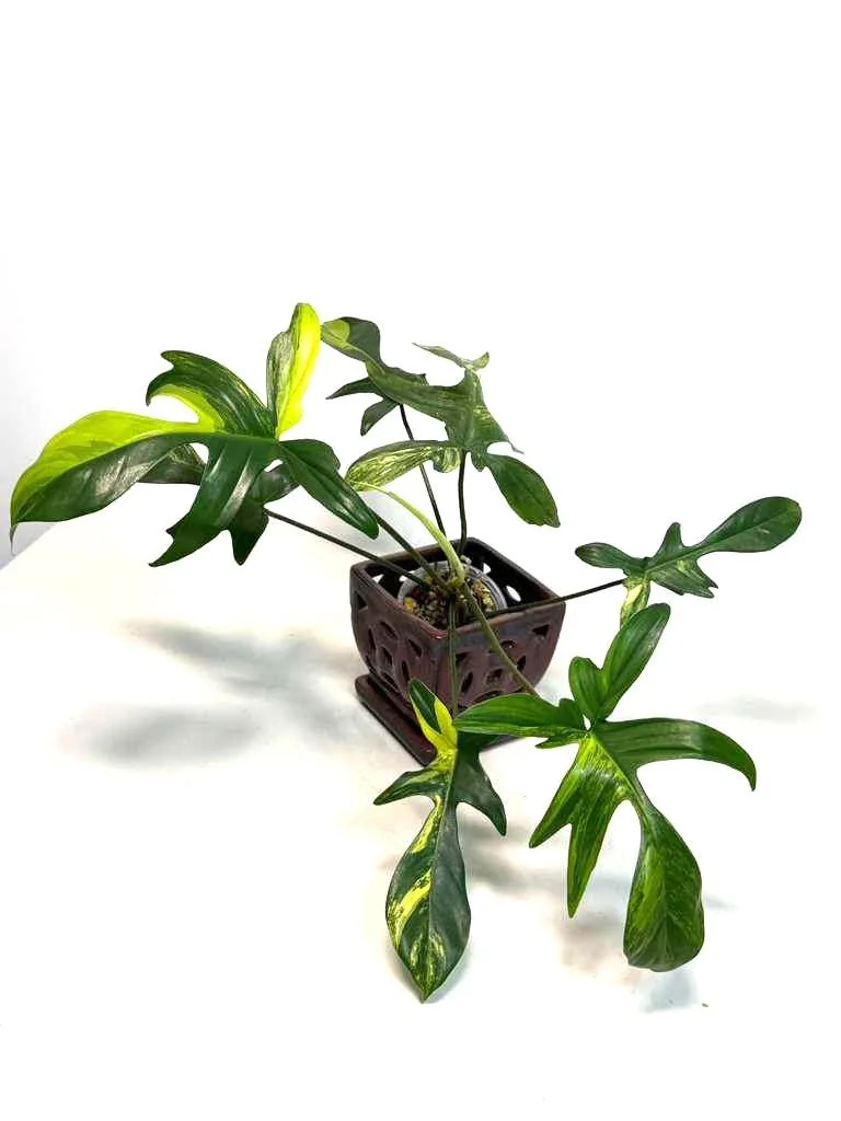 Variegated Philodendron Florida Beauty Live Plant - Rare Houseplant - Image 2