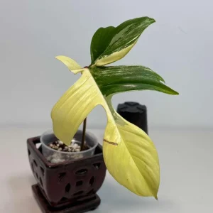 Variegated Philodendron Florida Beauty Live Plant - Rare Indoor Houseplant in Nursery Pot - Image 2