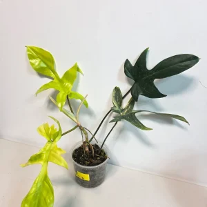 Variegated Philodendron Florida Beauty Live Plant - Rare Houseplant - Potted - Image 2