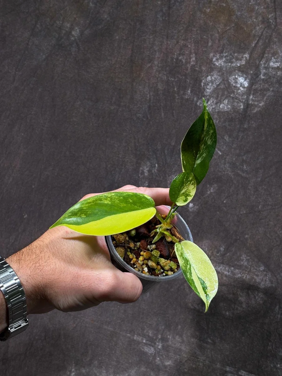 Variegated Philodendron Florida Beauty Live Plant - Rare Indoor Houseplant - Image 2