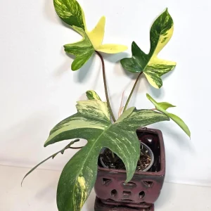 Variegated Philodendron Florida Beauty Live Plant - Rare Collector Houseplant - Image 3