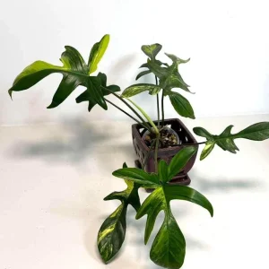 Variegated Philodendron Florida Beauty Live Plant - Rare Houseplant - Image 3