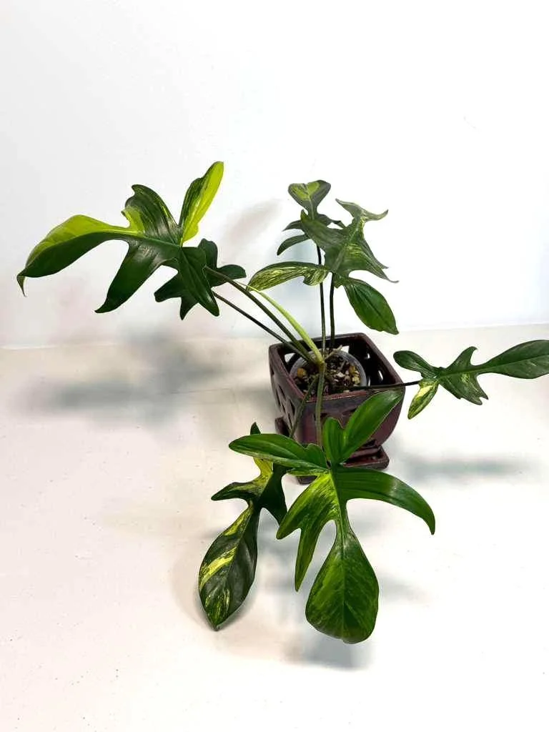 Variegated Philodendron Florida Beauty Live Plant - Rare Houseplant - Image 3