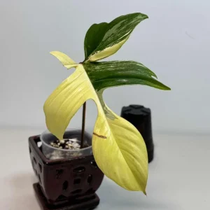 Variegated Philodendron Florida Beauty Live Plant - Rare Indoor Houseplant in Nursery Pot - Image 3