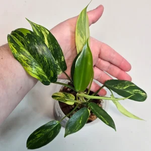 Variegated Philodendron Florida Beauty Live Plant - Rare Indoor Houseplant - Image 3