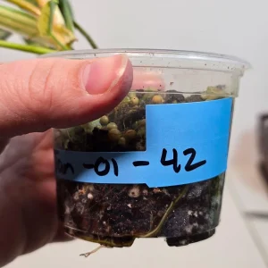 Variegated Philodendron Florida Beauty Live Plant – Rare Indoor Houseplant - Image 3